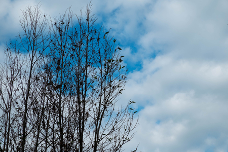 Dry twigs on blue sky, Dead tree on the skyの写真素材