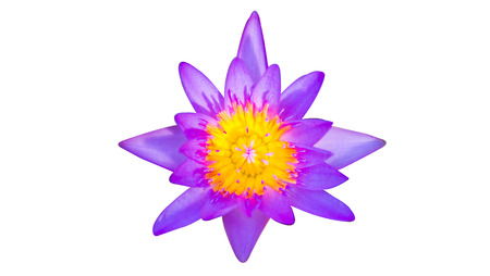 Purple lotus flower on white background, Beauty of purple flowerの写真素材
