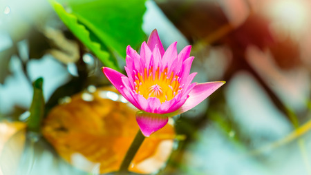 Pink lotus flower in pondの写真素材