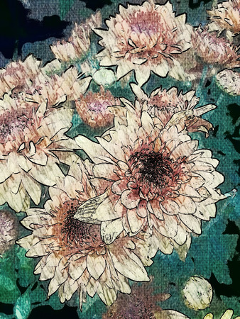 chrysanthemum flowers, Beautiful of yellow flowers, Yellow flowers, flower background, Beautiful flowers in potの写真素材