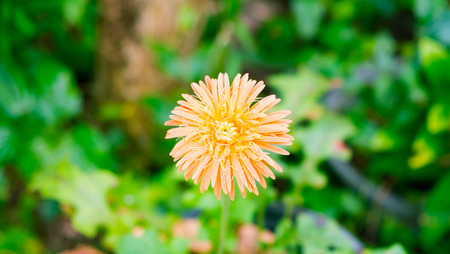 Gerbera flower in the garden, Beautiful orange flower in the gardenの写真素材