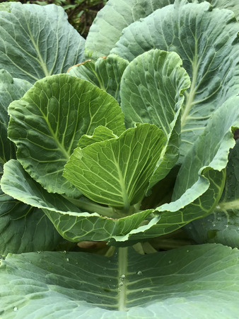 Fresh chinese cabbage with drop of waterの写真素材