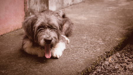 Happy Dog with Tongue Out of his mouth and ears down, The dog is abstract of loyalty. The dog is waiting for owner.の写真素材