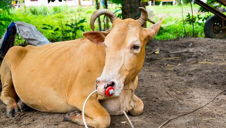 Bull fighter lying on the ground, Bull was tied on the ground の写真素材
