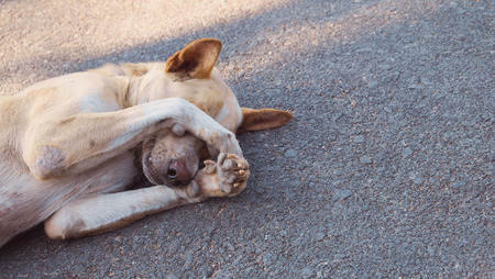 The dog is sleeping on cement background, The dog is sleeping on the road. The dog is shy.の写真素材