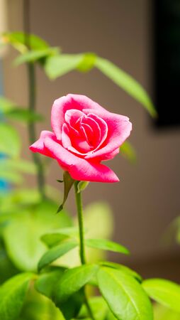 Beautiful of pink rose in the gardenの写真素材