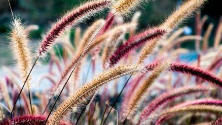 Beautiful of natural background, Flower grass sunsetの写真素材