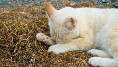 The cat sleeping on hay, The cat was shyの写真素材