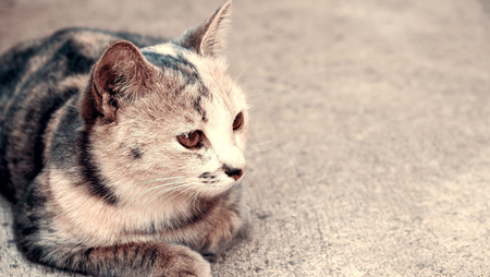 Black and white cat sitting on concrete background, Cat portraitの写真素材