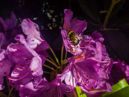 Rhododendron blooming flowers in the spring garden. Beautiful pink Rhododendron close upの写真素材