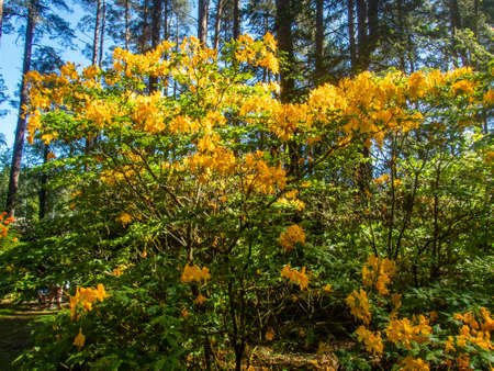 Rhododendron blooming flowers in the spring garden. Beautiful pink Rhododendron close upの写真素材