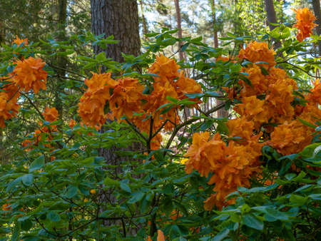 Rhododendron blooming flowers in the spring garden. Beautiful pink Rhododendron close upの写真素材