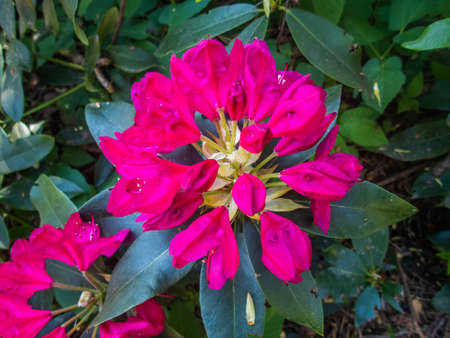Rhododendron blooming flowers in the spring garden. Beautiful pink Rhododendron close upの写真素材