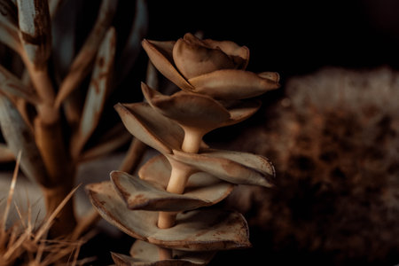 Selective focus close-up top-view shot on cactusの写真素材
