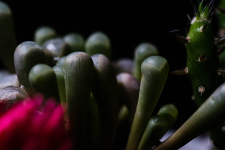 Selective focus close-up top-view shot on cactusの写真素材
