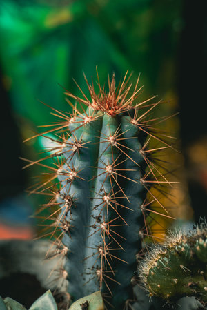 Selective focus close-up top-view shot on cactusの写真素材