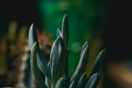 Selective focus close-up top-view shot on cactusの写真素材