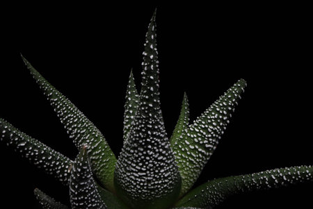 Selective focus close-up top-view shot on cactus