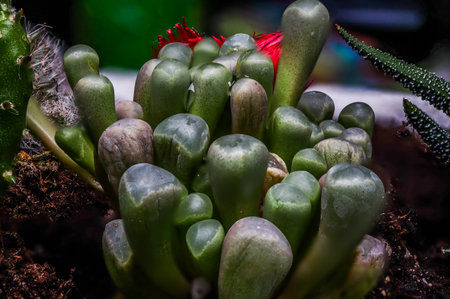 Selective focus close-up top-view shot on cactusの写真素材
