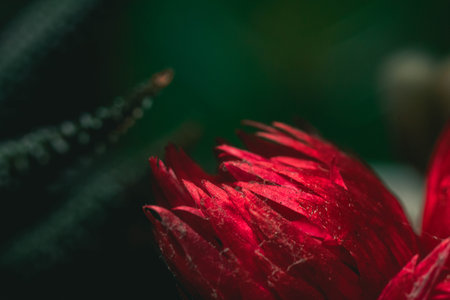 Selective focus close-up top-view shot on cactusの写真素材
