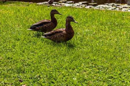 Ducks on the pond in the park. Wild ducks are reflected in the lake. Multi-colored feathers of birds. A pond with ducks and drakes. Duck feed on the surface of the water. Ducks eat food in the waterの写真素材