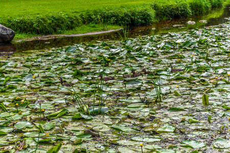 Ducks on the pond in the park. Wild ducks are reflected in the lake. Multi-colored feathers of birds. A pond with ducks and drakes. Duck feed on the surface of the water. Ducks eat food in the waterの写真素材