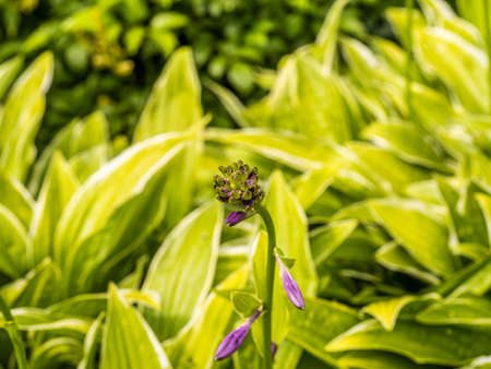 Green leaves pattern background, Natural background and wallpaperの写真素材