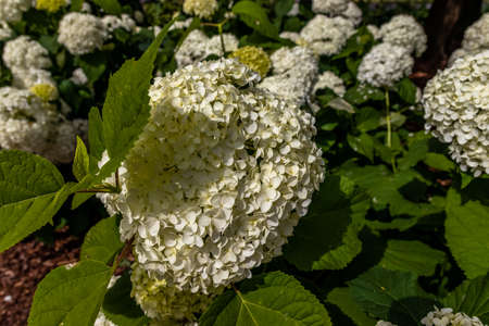 flowers in garden - flowers and plants