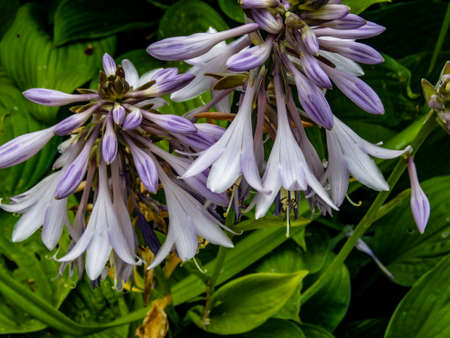 flowers in garden - flowers and plantsの写真素材
