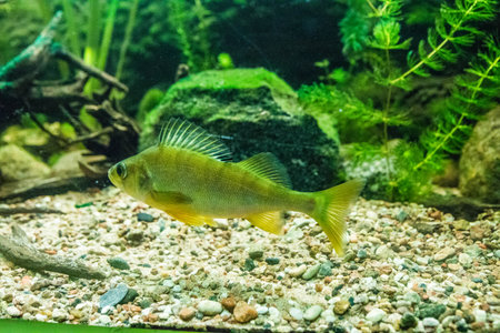 Colorful aquarium, showing different colorful fishes swimmingの写真素材