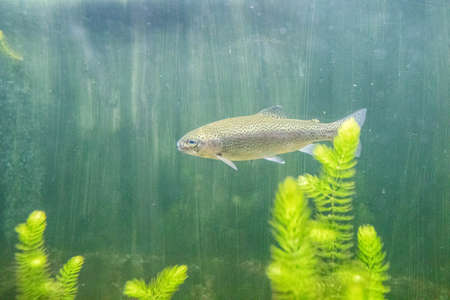 Colorful aquarium, showing different colorful fishes swimmingの写真素材