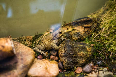 Colorful aquarium, showing different colorful fishes swimming