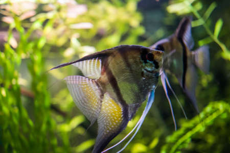 Colorful aquarium, showing different colorful fishes swimmingの写真素材