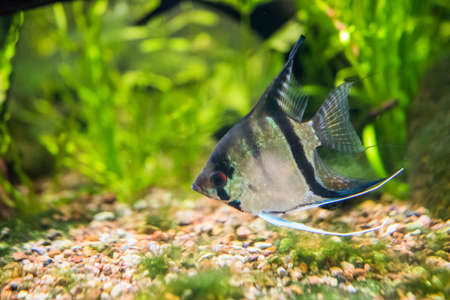Colorful aquarium, showing different colorful fishes swimmingの写真素材