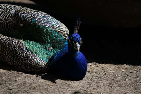 Beautiful peacock head. Portrait of beautiful peacock with feathers. Indian or blue peafowl. Peacock - peafowl with close tail,beautiful representative exemplar of male peacock in great metalic colorsの写真素材