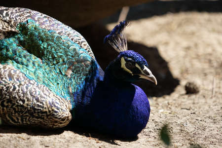 Beautiful peacock head. Portrait of beautiful peacock with feathers. Indian or blue peafowl. Peacock - peafowl with close tail,beautiful representative exemplar of male peacock in great metalic colorsの写真素材