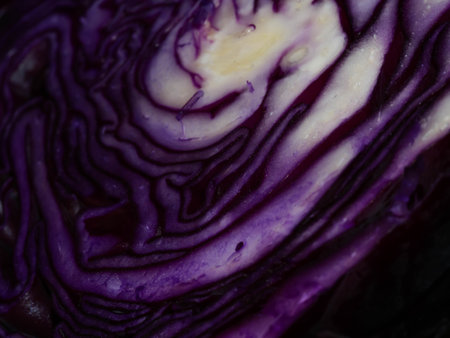 Red cabbage close-up. The texture of the cut cabbage.の写真素材
