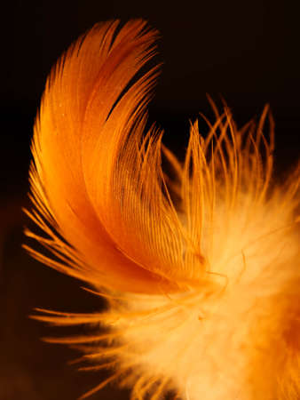Mix of feathers. Bird and chickens feather texture for background Abstract,blur style and soft color of art design.の写真素材