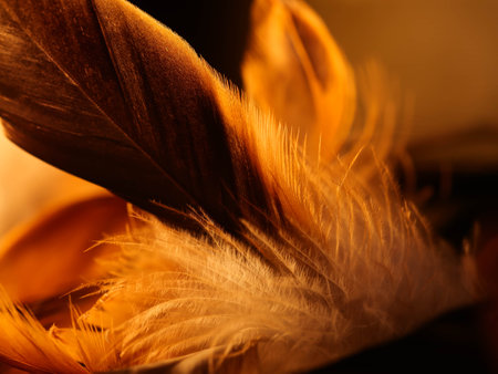 Mix of feathers. Bird and chickens feather texture for background Abstract,blur style and soft color of art design.の写真素材