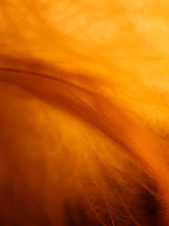Mix of feathers. Bird and chickens feather texture for background Abstract,blur style and soft color of art design.の写真素材