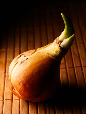 Fresh onion. Onion bulbs with fresh green sprouts on white background