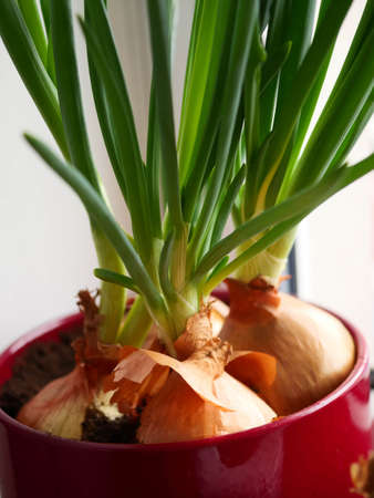 homemade green onions on the windowsill. seedlings of vegetables at homeの写真素材