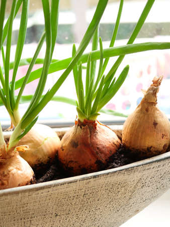 homemade green onions on the windowsill. seedlings of vegetables at homeの写真素材