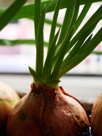 homemade green onions on the windowsill. seedlings of vegetables at homeの写真素材