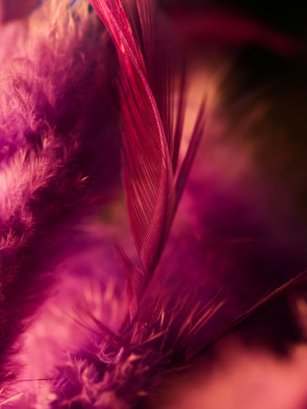 Mix of feathers. Bird and chickens feather texture for background Abstract,blur style and soft color of art design.の写真素材