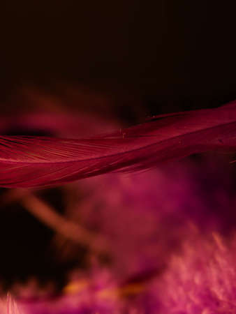 Mix of feathers. Bird and chickens feather texture for background Abstract,blur style and soft color of art design.の写真素材