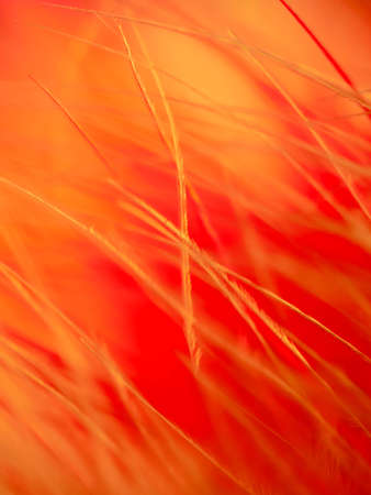 Mix of feathers. Bird and chickens feather texture for background Abstract,blur style and soft color of art design.の写真素材