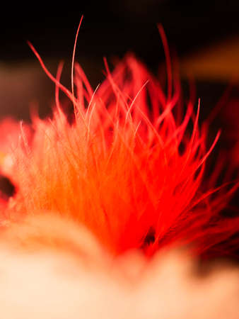Mix of feathers. Bird and chickens feather texture for background Abstract,blur style and soft color...