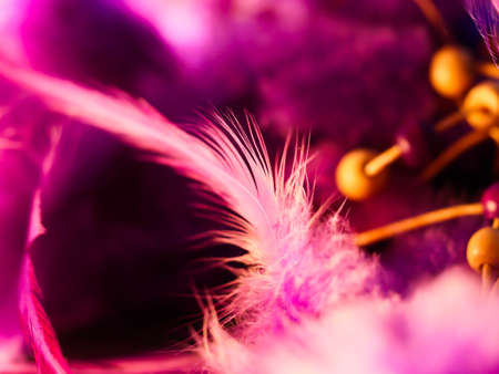 Mix of feathers. Bird and chickens feather texture for background Abstract,blur style and soft color of art design.の写真素材
