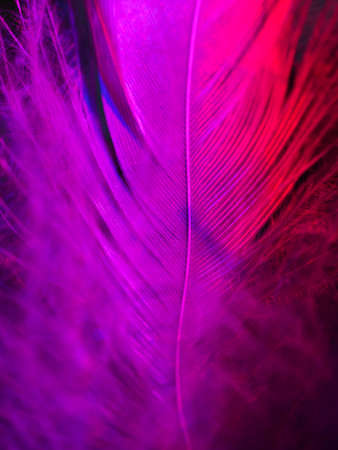 Mix of feathers. Bird and chickens feather texture for background Abstract,blur style and soft color...